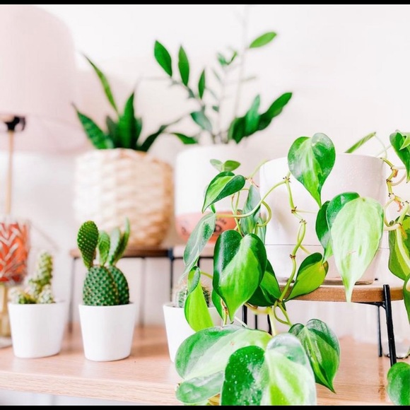 2 Decor Stands Wood Risers - Target Spring - Picture 3 of 10